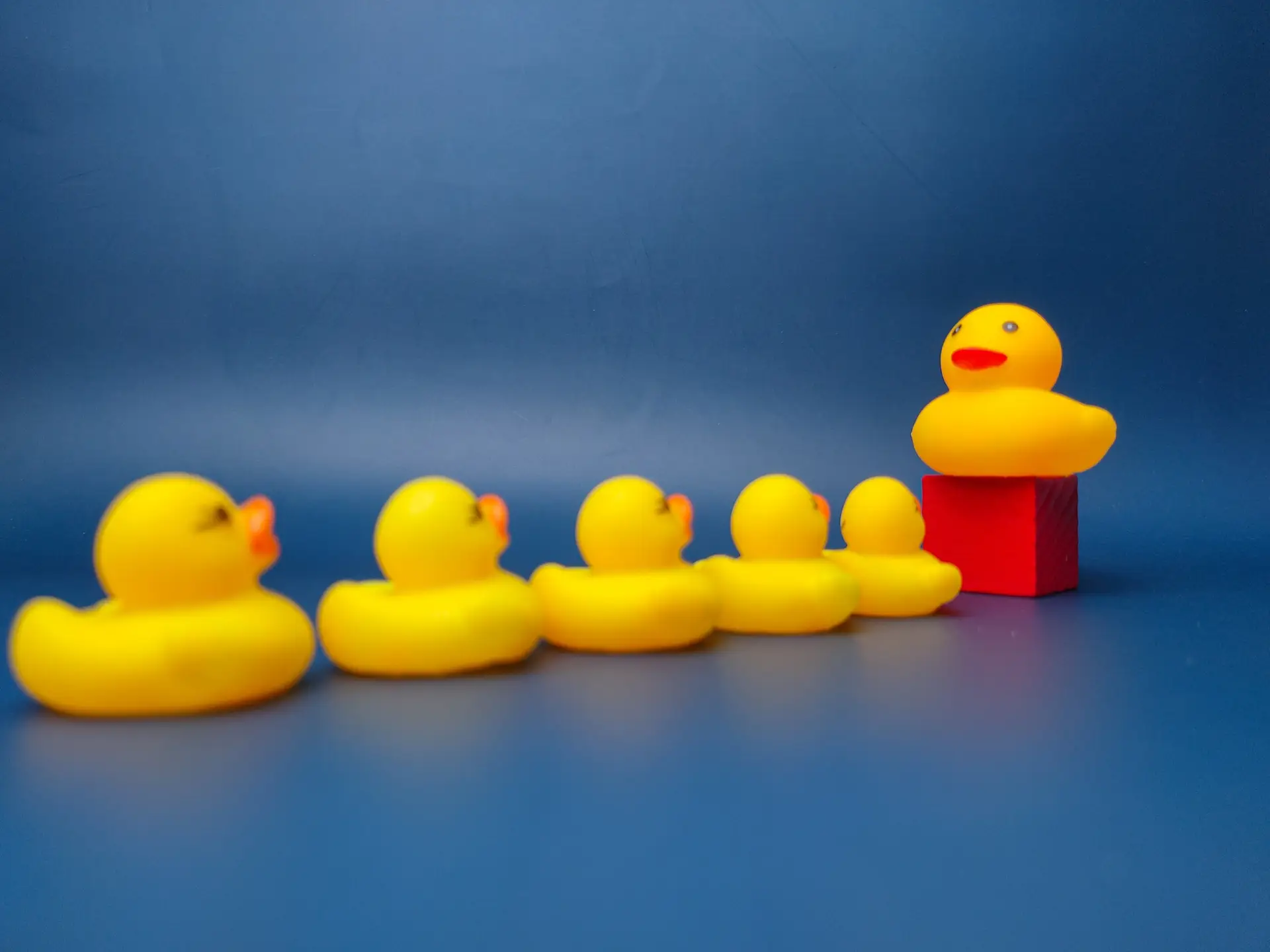 Group of toy ducks with leadder. Leadder and teamwork concept