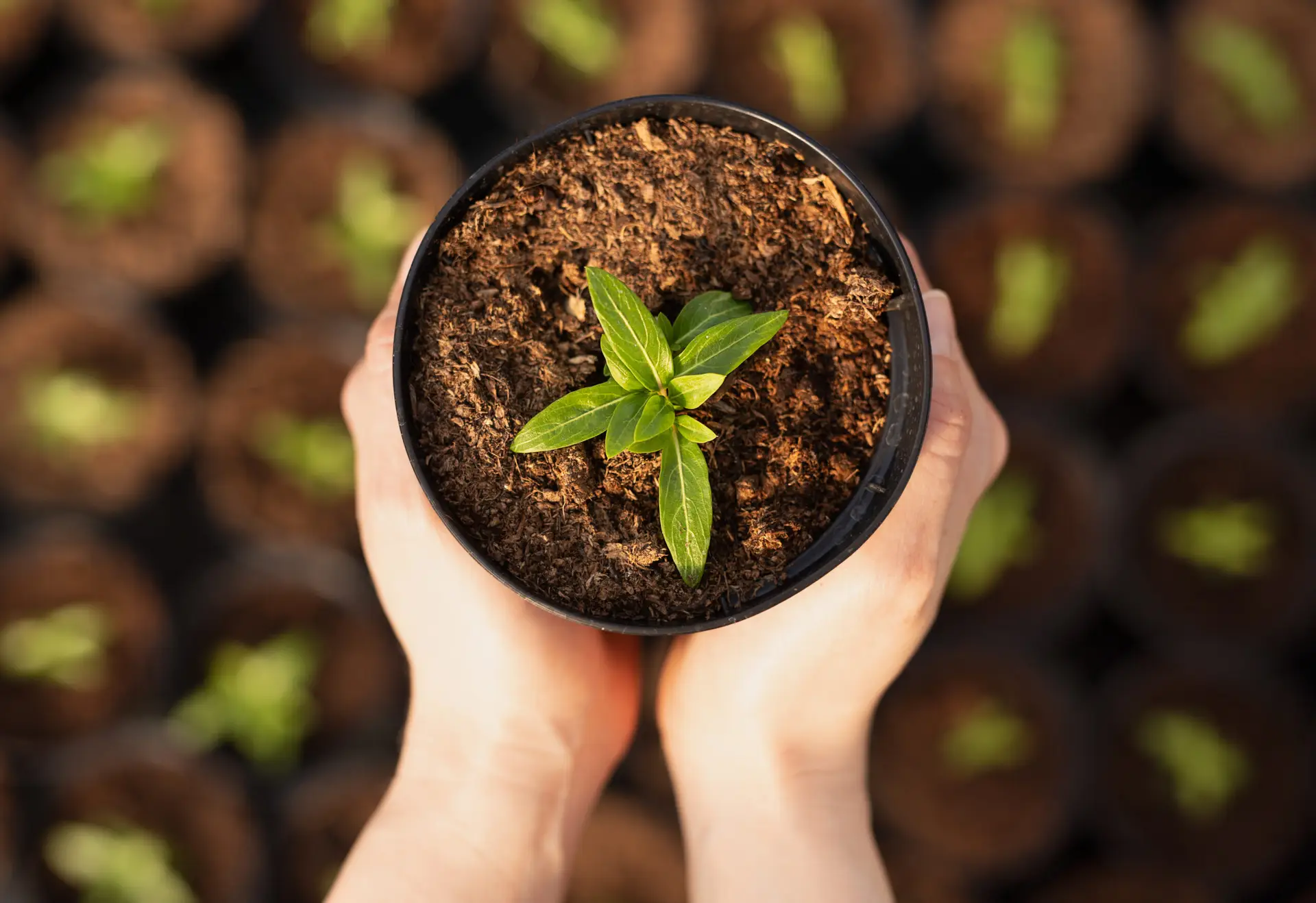 Hands of unrecognizable gardener holding pot with small seedling