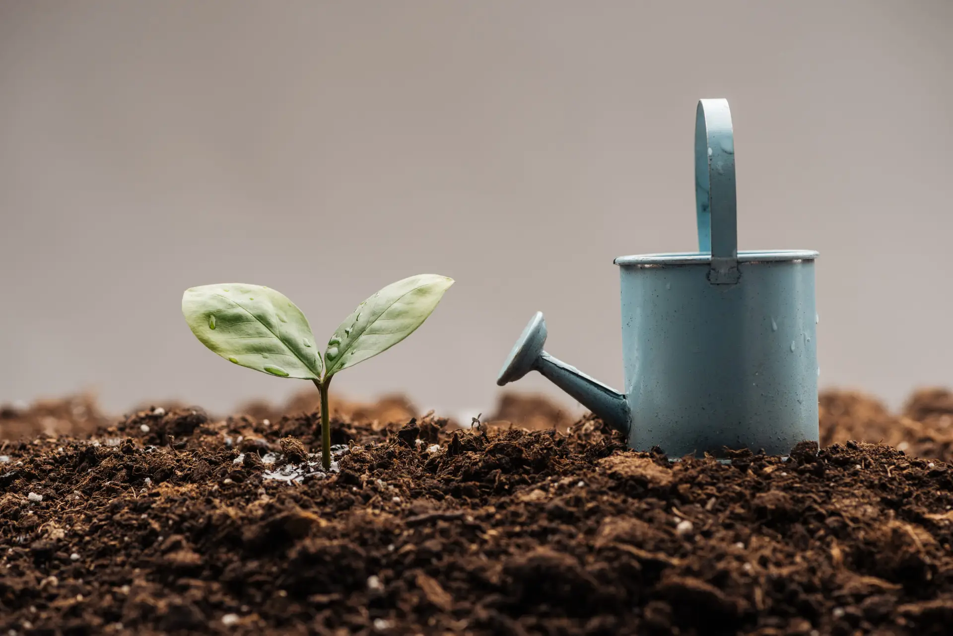 toy watering can standing near green plant